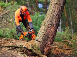 Best Tree Removal  in Vine Grove, KY