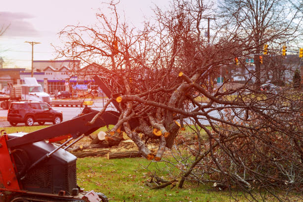 How Our Tree Care Process Works  in  Vine Grove, KY