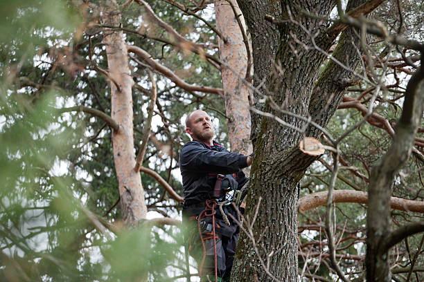  Vine Grove, KY Tree Care Pros